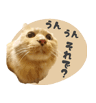 タメ語・リアル猫イーちゃんの写真スタンプ（個別スタンプ：9）