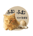 タメ語・リアル猫イーちゃんの写真スタンプ（個別スタンプ：10）