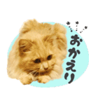 タメ語・リアル猫イーちゃんの写真スタンプ（個別スタンプ：12）