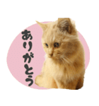 タメ語・リアル猫イーちゃんの写真スタンプ（個別スタンプ：13）
