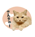 タメ語・リアル猫イーちゃんの写真スタンプ（個別スタンプ：14）