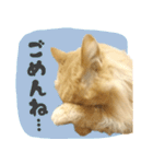 タメ語・リアル猫イーちゃんの写真スタンプ（個別スタンプ：15）