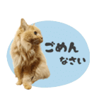 タメ語・リアル猫イーちゃんの写真スタンプ（個別スタンプ：16）