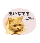 タメ語・リアル猫イーちゃんの写真スタンプ（個別スタンプ：17）
