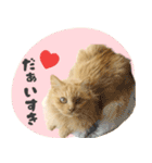 タメ語・リアル猫イーちゃんの写真スタンプ（個別スタンプ：18）