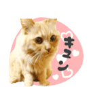 タメ語・リアル猫イーちゃんの写真スタンプ（個別スタンプ：20）