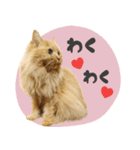 タメ語・リアル猫イーちゃんの写真スタンプ（個別スタンプ：21）