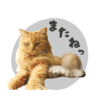 タメ語・リアル猫イーちゃんの写真スタンプ（個別スタンプ：23）