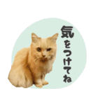 タメ語・リアル猫イーちゃんの写真スタンプ（個別スタンプ：24）