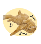 タメ語・リアル猫イーちゃんの写真スタンプ（個別スタンプ：27）