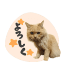 タメ語・リアル猫イーちゃんの写真スタンプ（個別スタンプ：29）