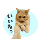 タメ語・リアル猫イーちゃんの写真スタンプ（個別スタンプ：30）
