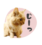 タメ語・リアル猫イーちゃんの写真スタンプ（個別スタンプ：31）