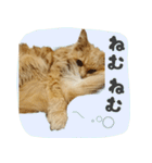 タメ語・リアル猫イーちゃんの写真スタンプ（個別スタンプ：32）