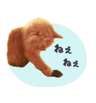 タメ語・リアル猫イーちゃんの写真スタンプ（個別スタンプ：33）