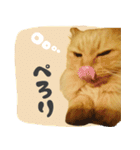 タメ語・リアル猫イーちゃんの写真スタンプ（個別スタンプ：34）