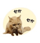 タメ語・リアル猫イーちゃんの写真スタンプ（個別スタンプ：35）