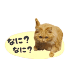 タメ語・リアル猫イーちゃんの写真スタンプ（個別スタンプ：36）