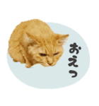 タメ語・リアル猫イーちゃんの写真スタンプ（個別スタンプ：37）