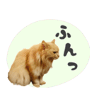 タメ語・リアル猫イーちゃんの写真スタンプ（個別スタンプ：38）