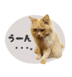 タメ語・リアル猫イーちゃんの写真スタンプ（個別スタンプ：39）