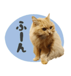 タメ語・リアル猫イーちゃんの写真スタンプ（個別スタンプ：40）