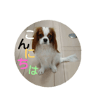 キャバリア20221/26（個別スタンプ：1）