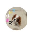 キャバリア20221/26（個別スタンプ：2）
