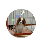 キャバリア20221/26（個別スタンプ：4）
