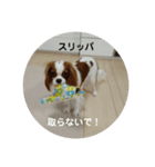 キャバリア20221/26（個別スタンプ：5）