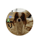 キャバリア20221/26（個別スタンプ：7）