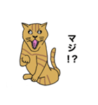 猫のあるある（個別スタンプ：20）