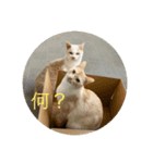 つくきな日常（個別スタンプ：6）