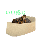 虎太郎日記14（個別スタンプ：14）