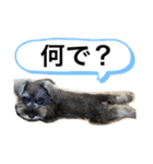 ノアの良く使うBEST40（個別スタンプ：15）