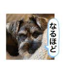 ノアの良く使うBEST40（個別スタンプ：35）