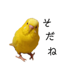 ぽぽ☆ぴの☆しゃるもち☆とら（個別スタンプ：1）