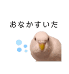 ぽぽ☆ぴの☆しゃるもち☆とら（個別スタンプ：8）