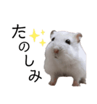 ぽぽ☆ぴの☆しゃるもち☆とら（個別スタンプ：13）