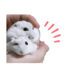 ぽぽ☆ぴの☆しゃるもち☆とら（個別スタンプ：17）