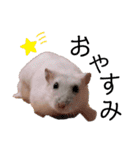 ぽぽ☆ぴの☆しゃるもち☆とら（個別スタンプ：21）