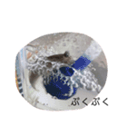 ぽぽ☆ぴの☆しゃるもち☆とら（個別スタンプ：27）