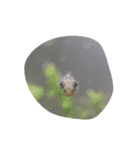 ぽぽ☆ぴの☆しゃるもち☆とら（個別スタンプ：32）