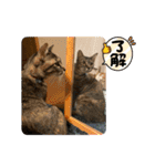ひまちゃんスタンプ #1（個別スタンプ：1）