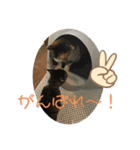 ぽんとひまの日常。（個別スタンプ：1）