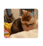 ぽんとひまの日常。（個別スタンプ：3）