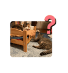 ぽんとひまの日常。（個別スタンプ：6）