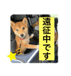 豆柴六甲くん。野球編。（個別スタンプ：7）