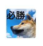 豆柴六甲くん。野球編。（個別スタンプ：11）