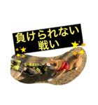 豆柴六甲くん。野球編。（個別スタンプ：12）